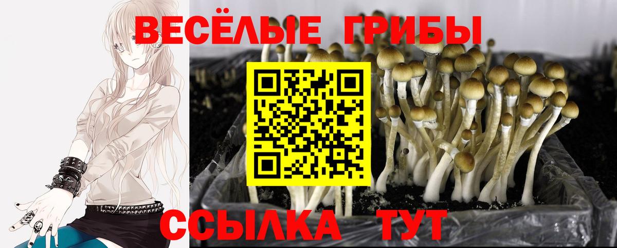 Галлюциногенные грибы Psilocybine cubensis Мытищи
